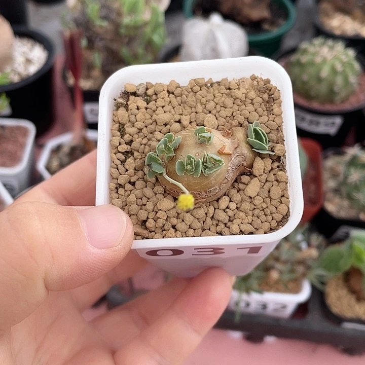 031格加厚墩菊块根