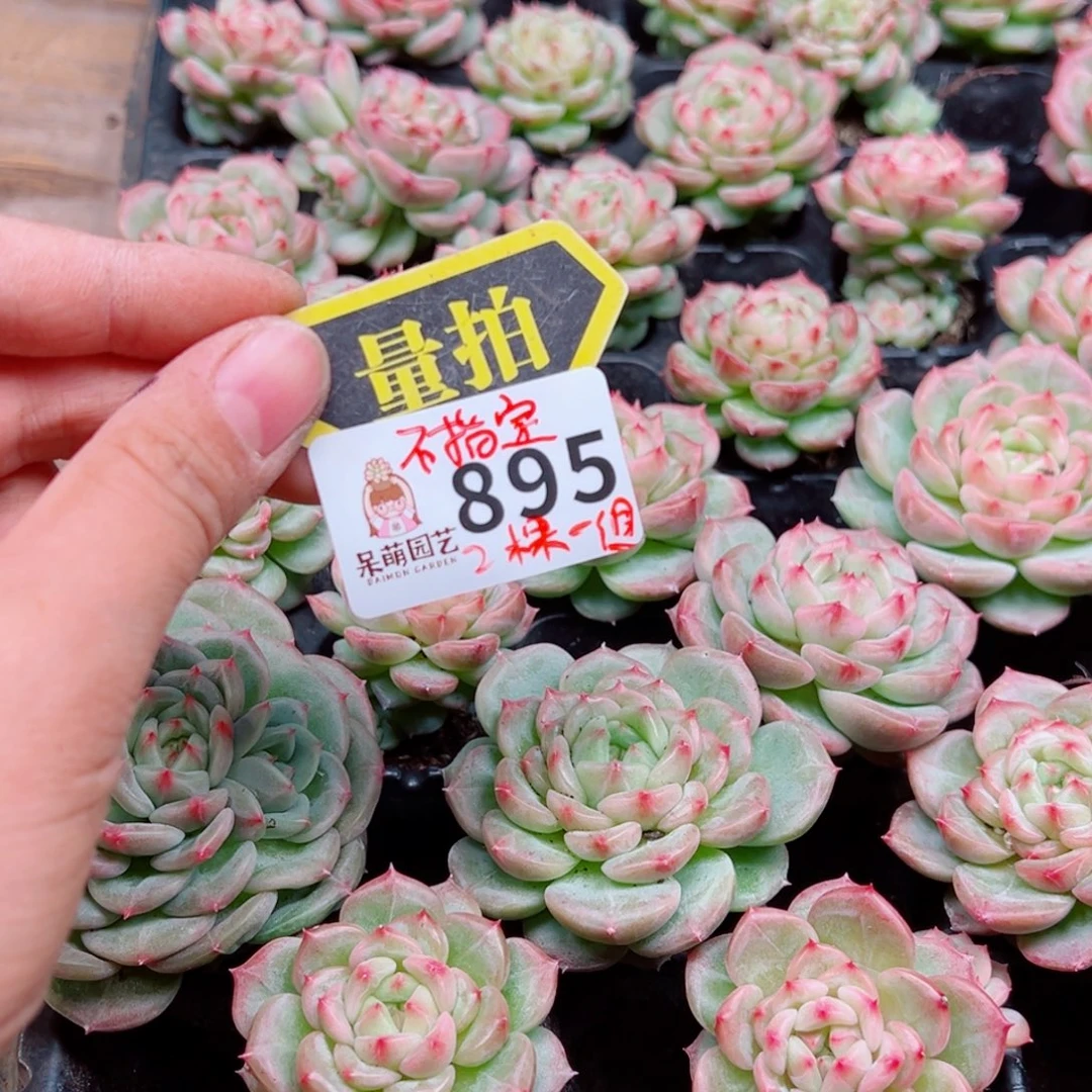 多肉植物多肉植物