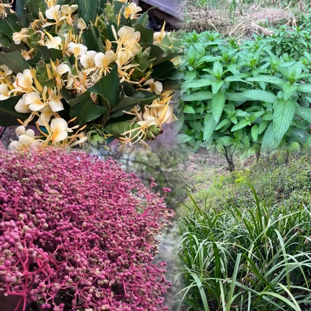 【香料类】毛毛菜鱼了花椒草果折耳根贵州特产等1斤/件起