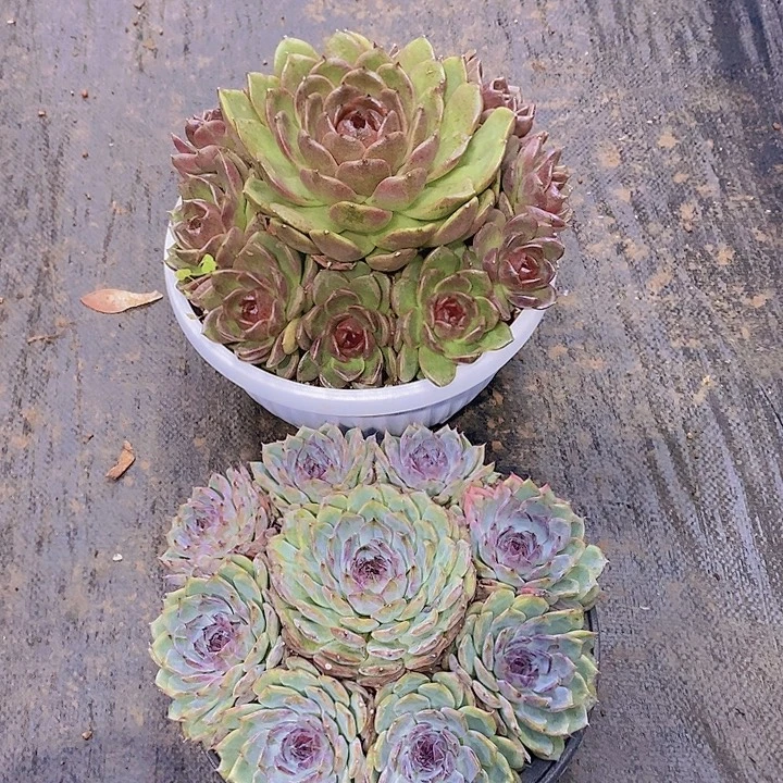 ※***※多肉植物大群二个大群
