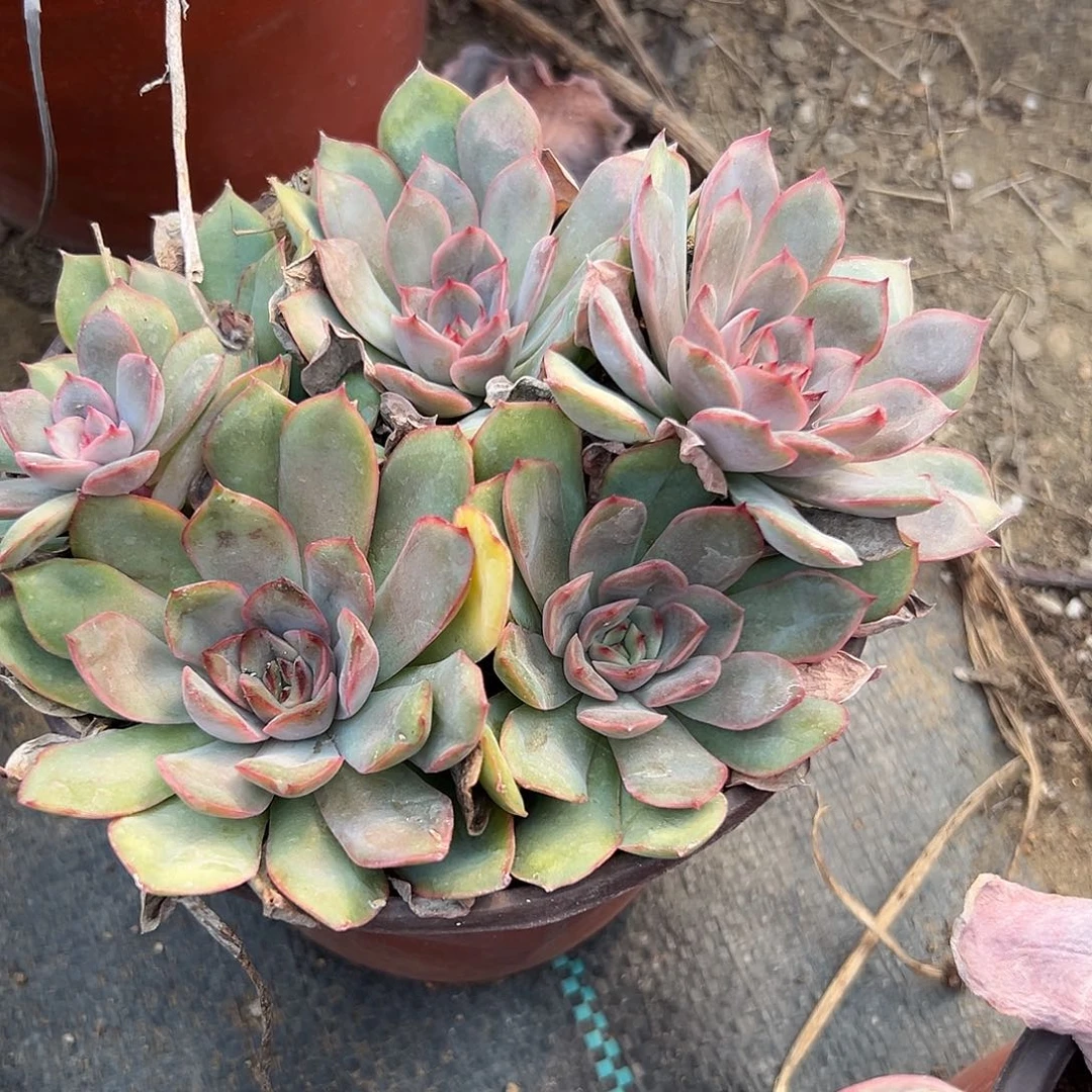 多肉植物冰恋群生