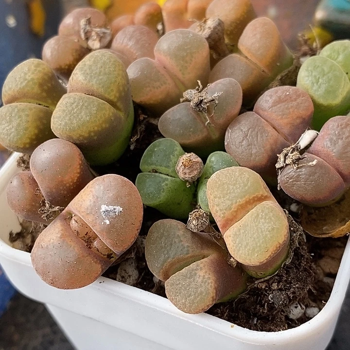 母本编号混双头风铃10颗