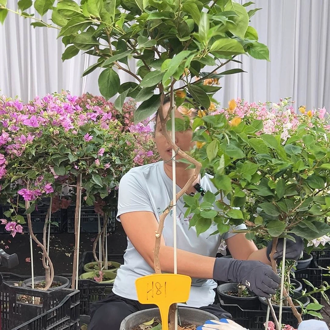 思***厚当前无花栽培后可以开花H81变色龙