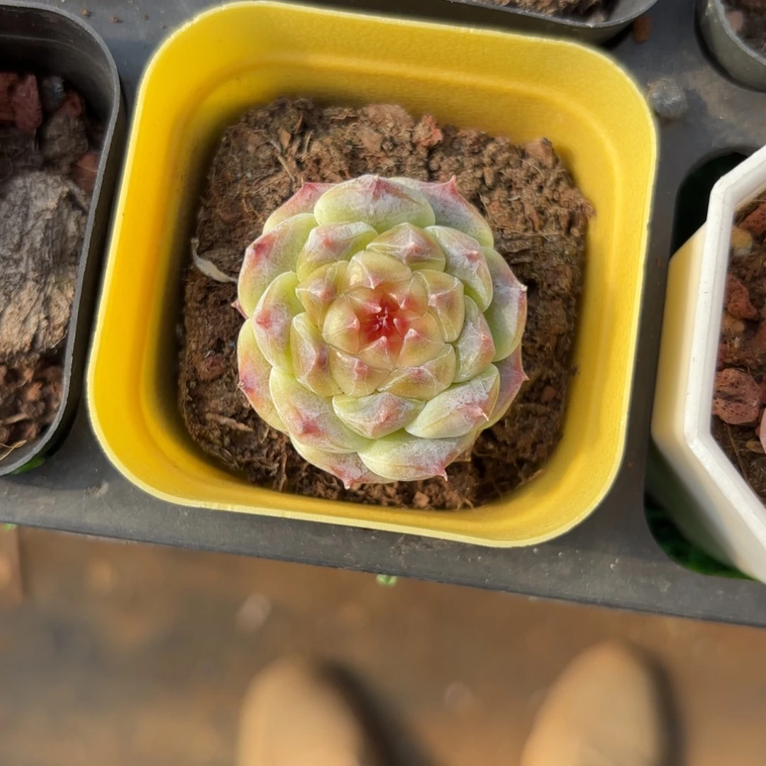 福利糖心一物一拍