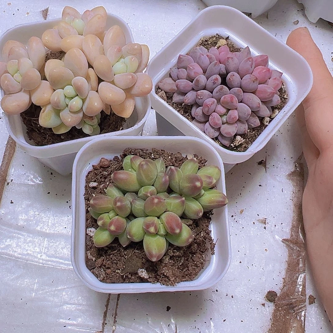 千代组合3盆19包邮