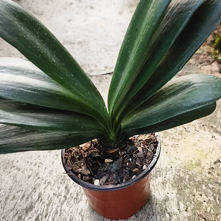 紫****完全开放黑魁大苗一颗特惠苗