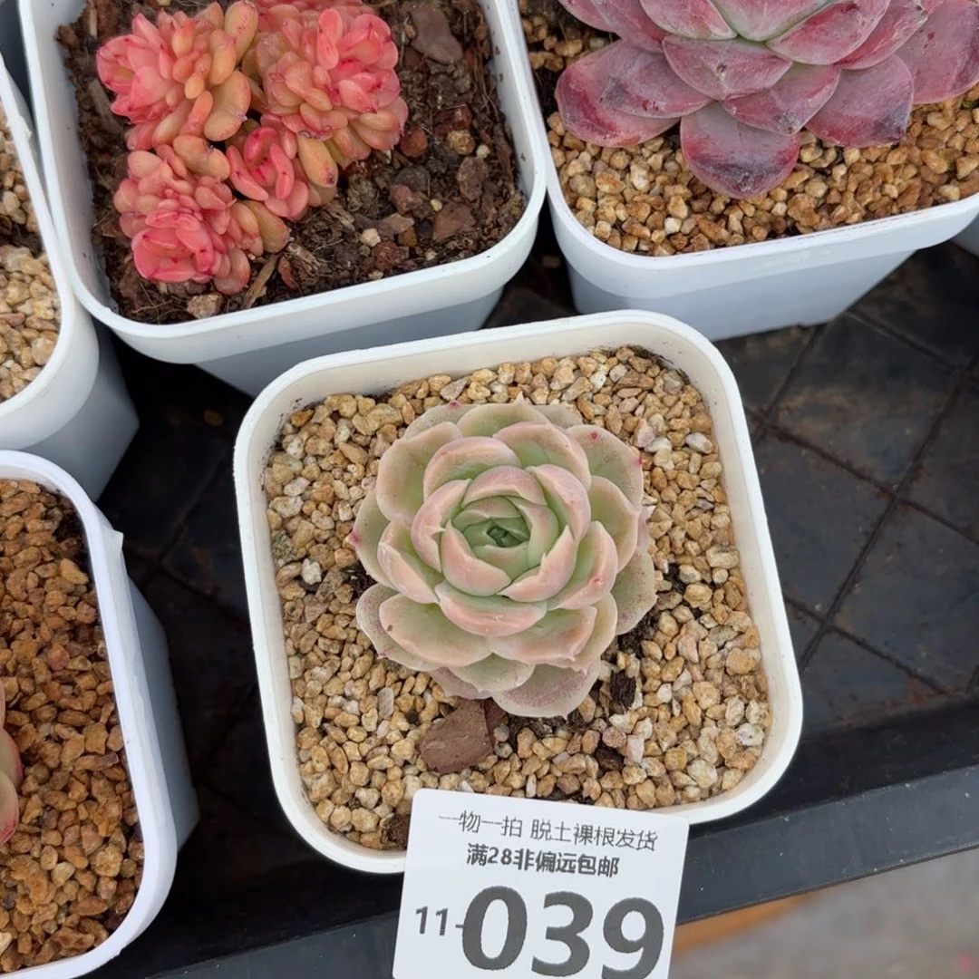 虾饺单头多肉多肉