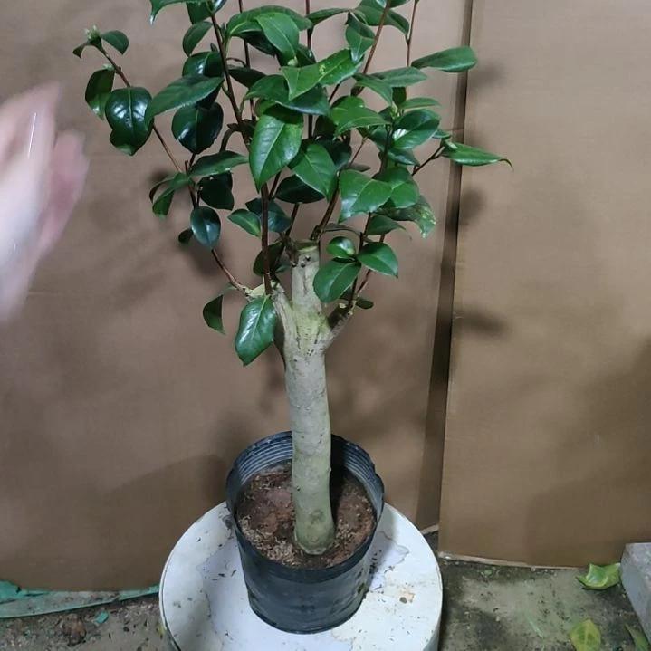 525多品，原盆原土发货，不包邮