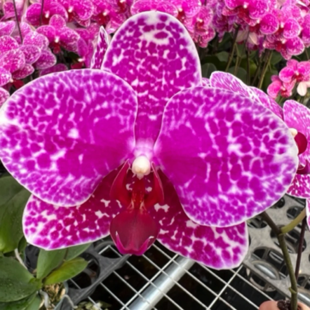 【豹斑】蝴蝶兰 易养耐看 室内绿植 优雅娇嫩