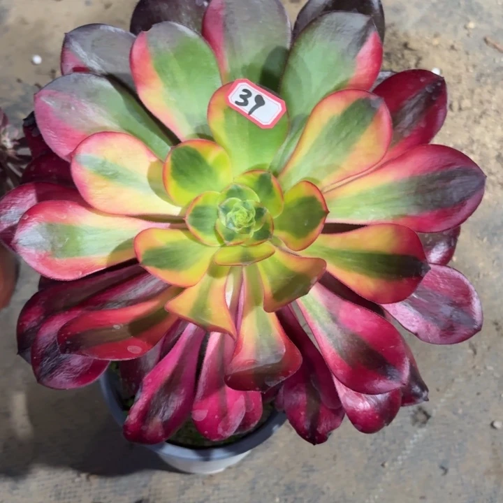 一物一拍巫毒黄锦法师多肉39