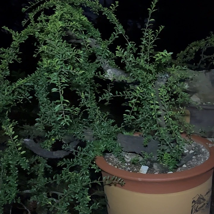 无花朵铁马鞭盆景艺术