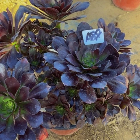 圆叶黑丛林多肉88多肉