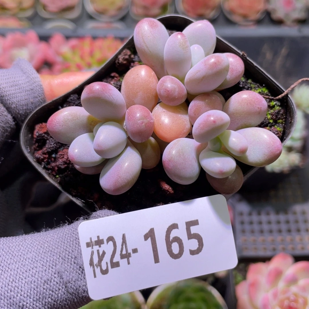 花利美24-165桃蛋