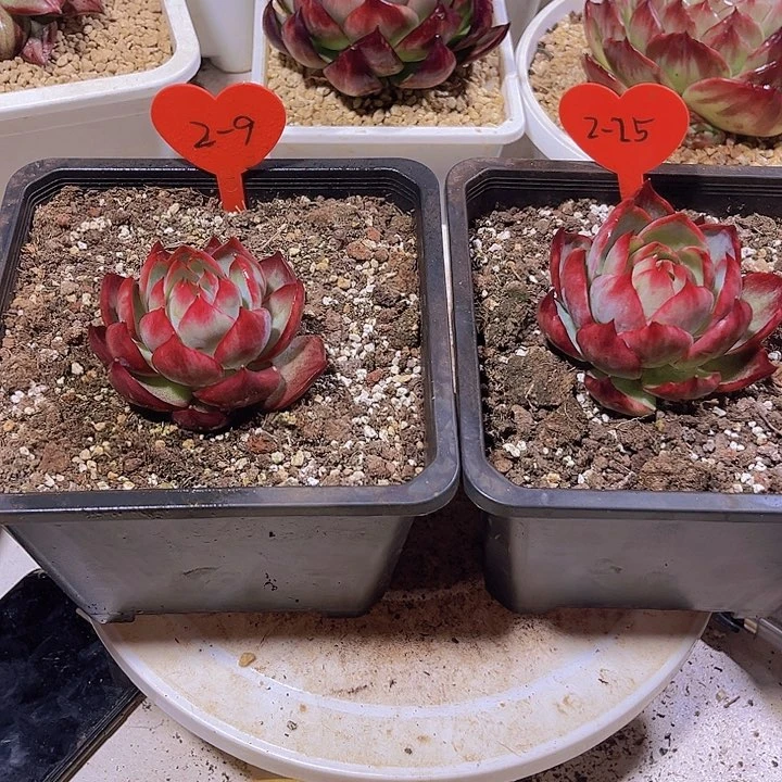 惊鸿仙子多肉植物2-9，2-25