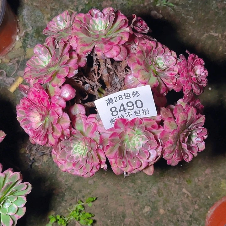 8490霁月多肉植物