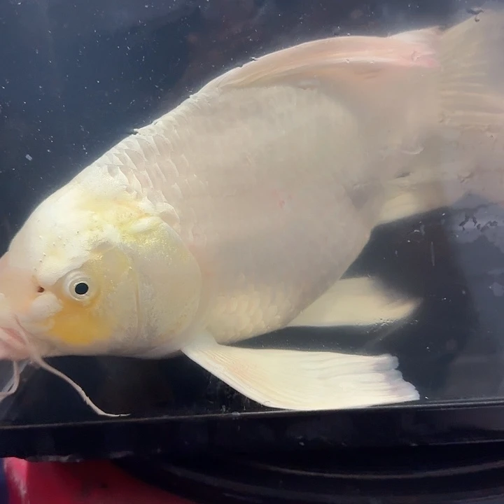 蝴蝶鲤鱼蝴蝶鲤100包邮