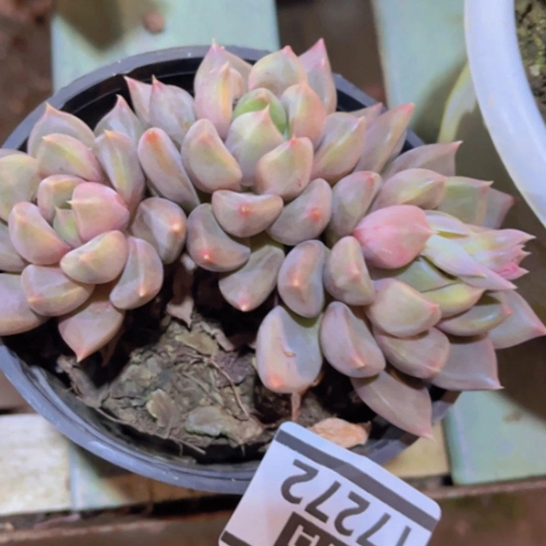 【闪购商品】红象牙17272