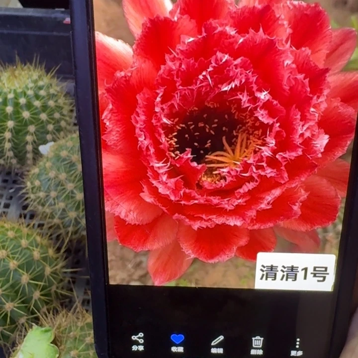 240毛清1号歪5公分左右无根侧牙，20包邮