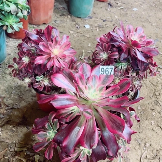 967美杜莎3颗老桩