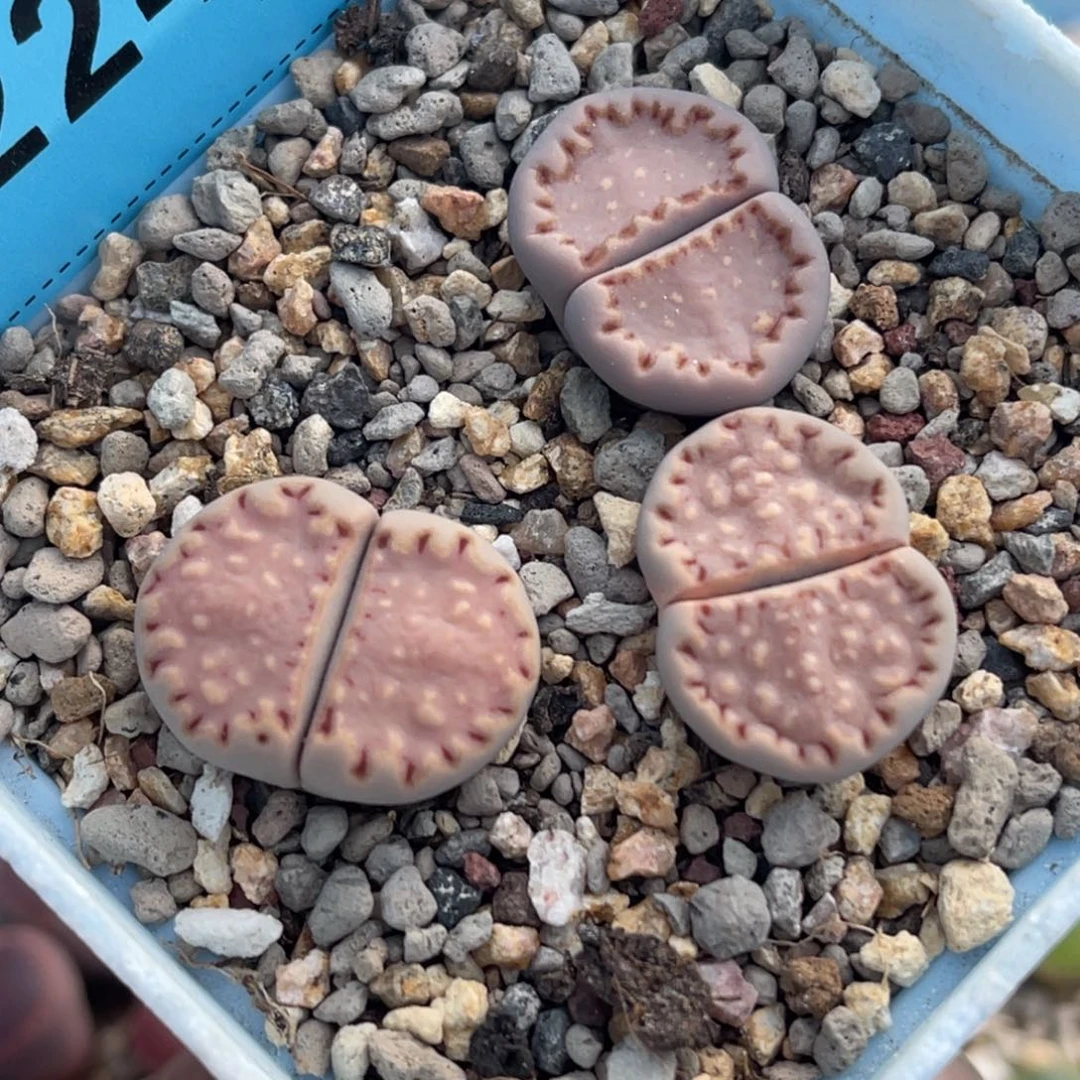 2242粉饼干三颗。