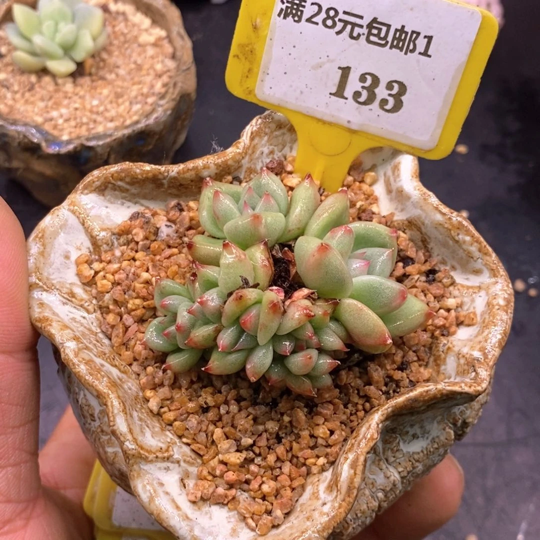 1133老桩白拉糖缀化多肉植物