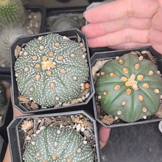 实生兜直径5随机发三个带盆带土