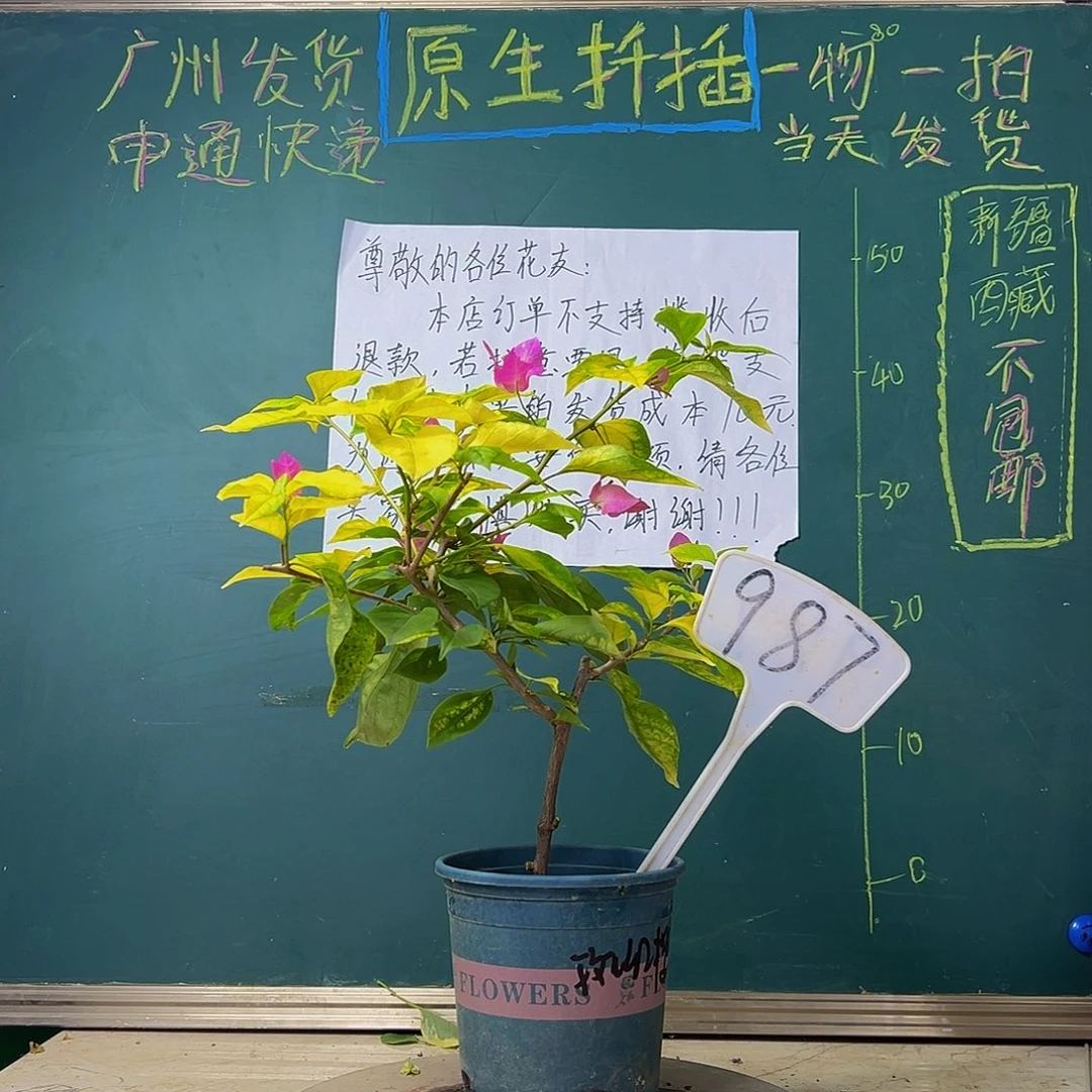 当前无花栽培后可以开花 斑红樱  987