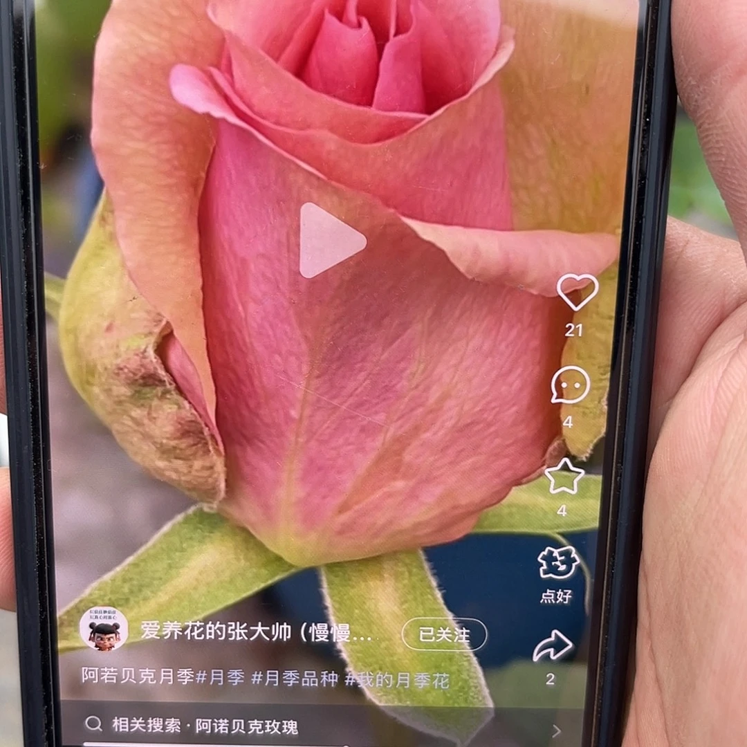 无花朵———阿诺贝克福利款