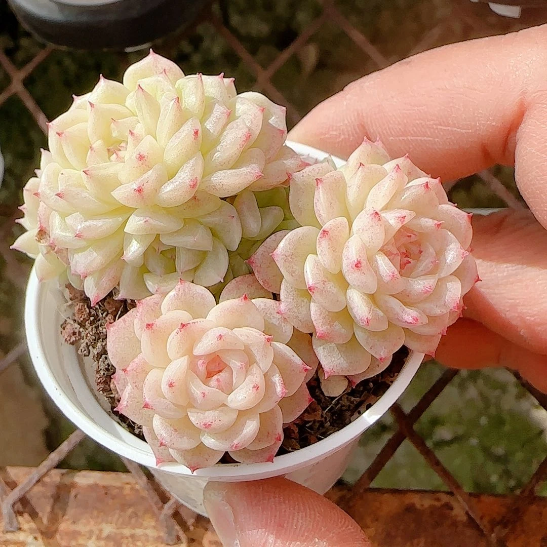 1125-121（xx-58）优选