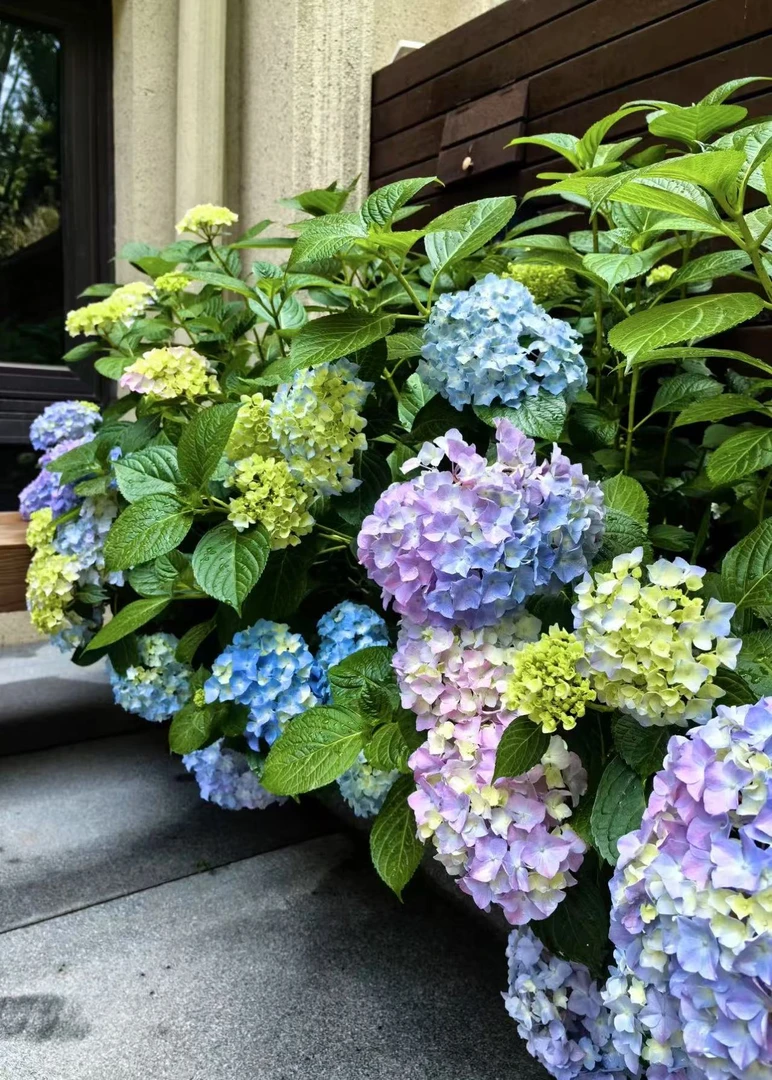 【大海蓝老桩】不带花发货 云南基地直发庭院阳台新手好养绿植