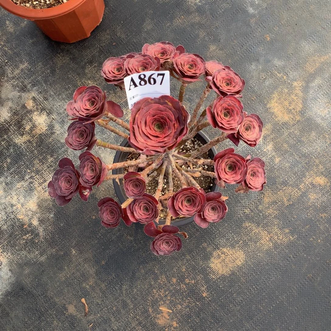 魅金玫瑰867法师多肉植物