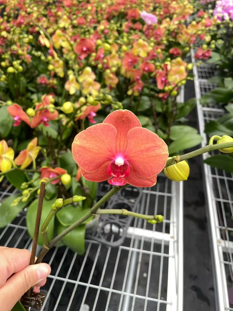 【金桔】花小哥 高级橘色系蝴蝶兰 基地直发