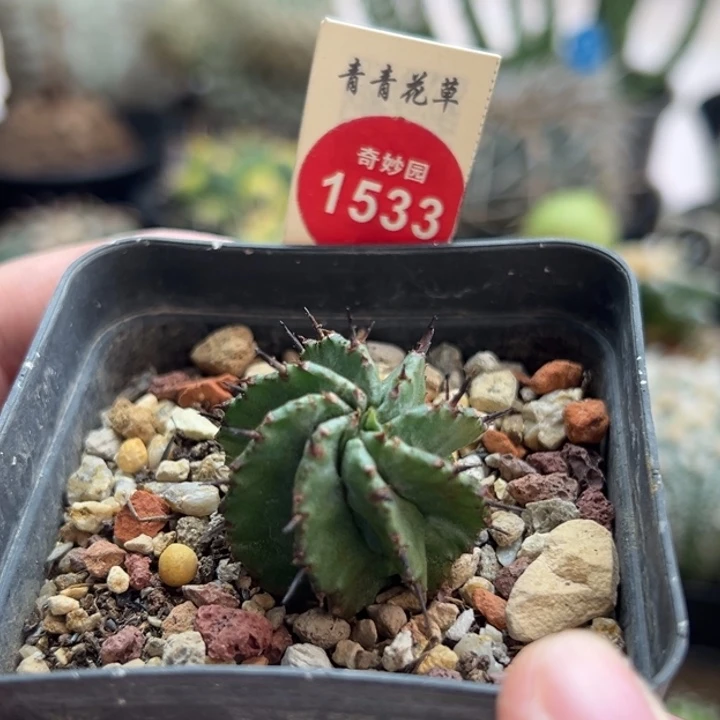 落雪魁伟玉2.9cm一棵仙人球