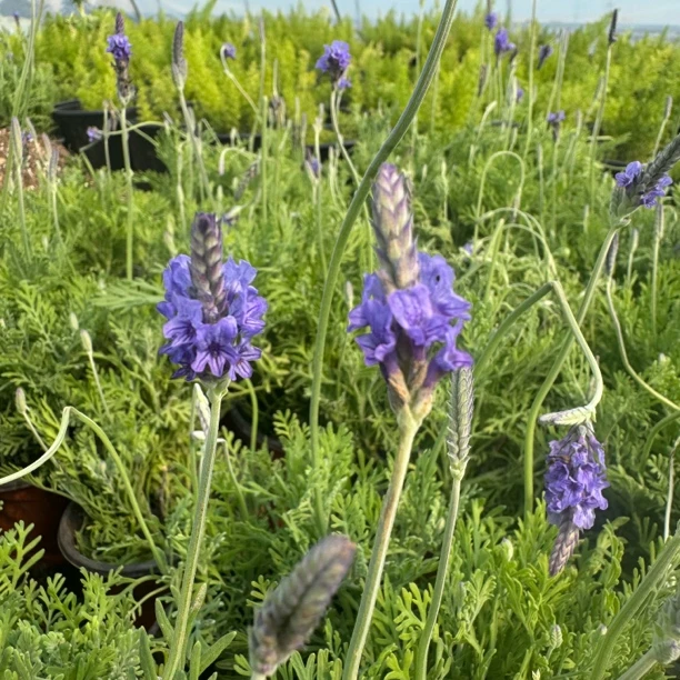 薰衣草室内小型迷你懒人盆栽阳台庭院家庭园艺植物
