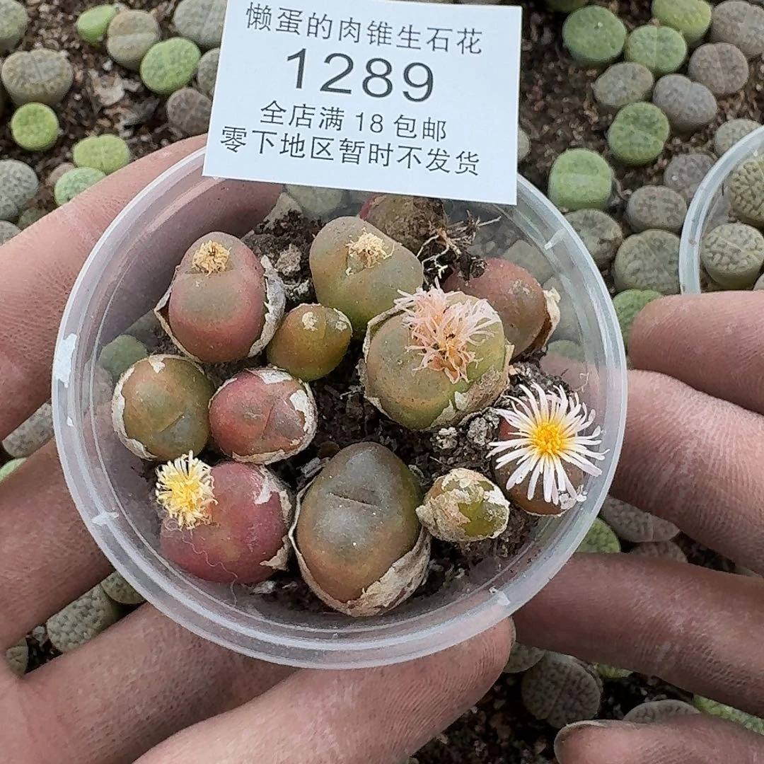 1289 哈哈哈哈哈哈哈哈