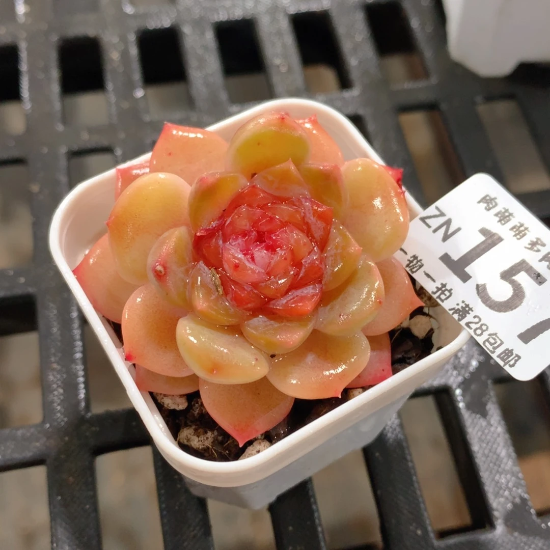 肉萌萌拇指盆精控多肉ZN157