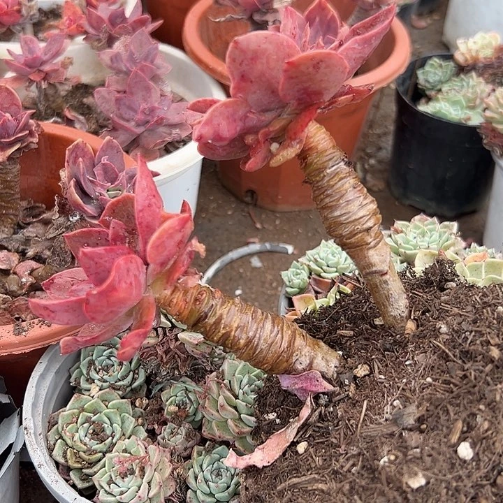 无花朵花伐老桩。