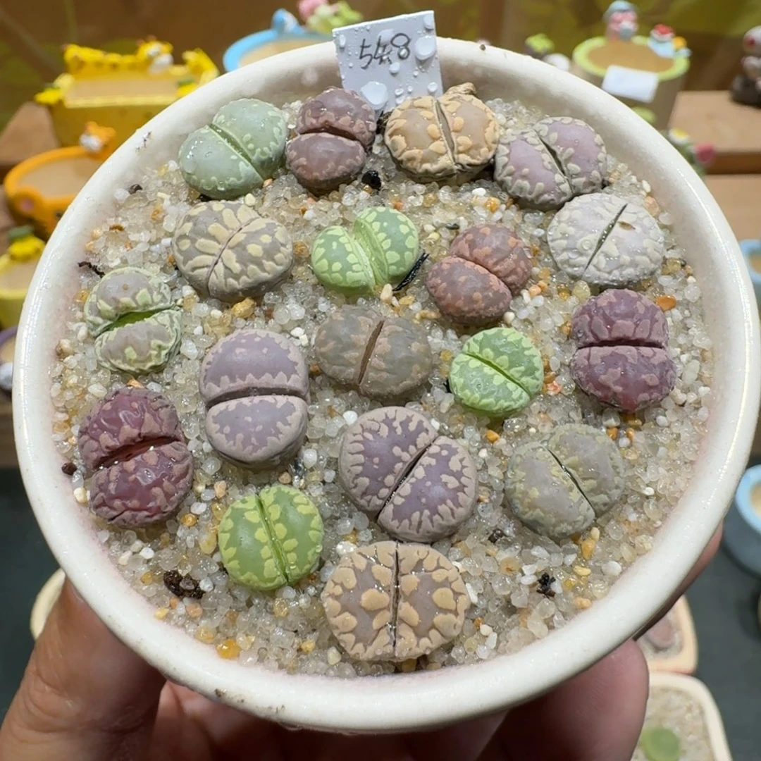 蘑菇1259大牙彩拼多肉植物