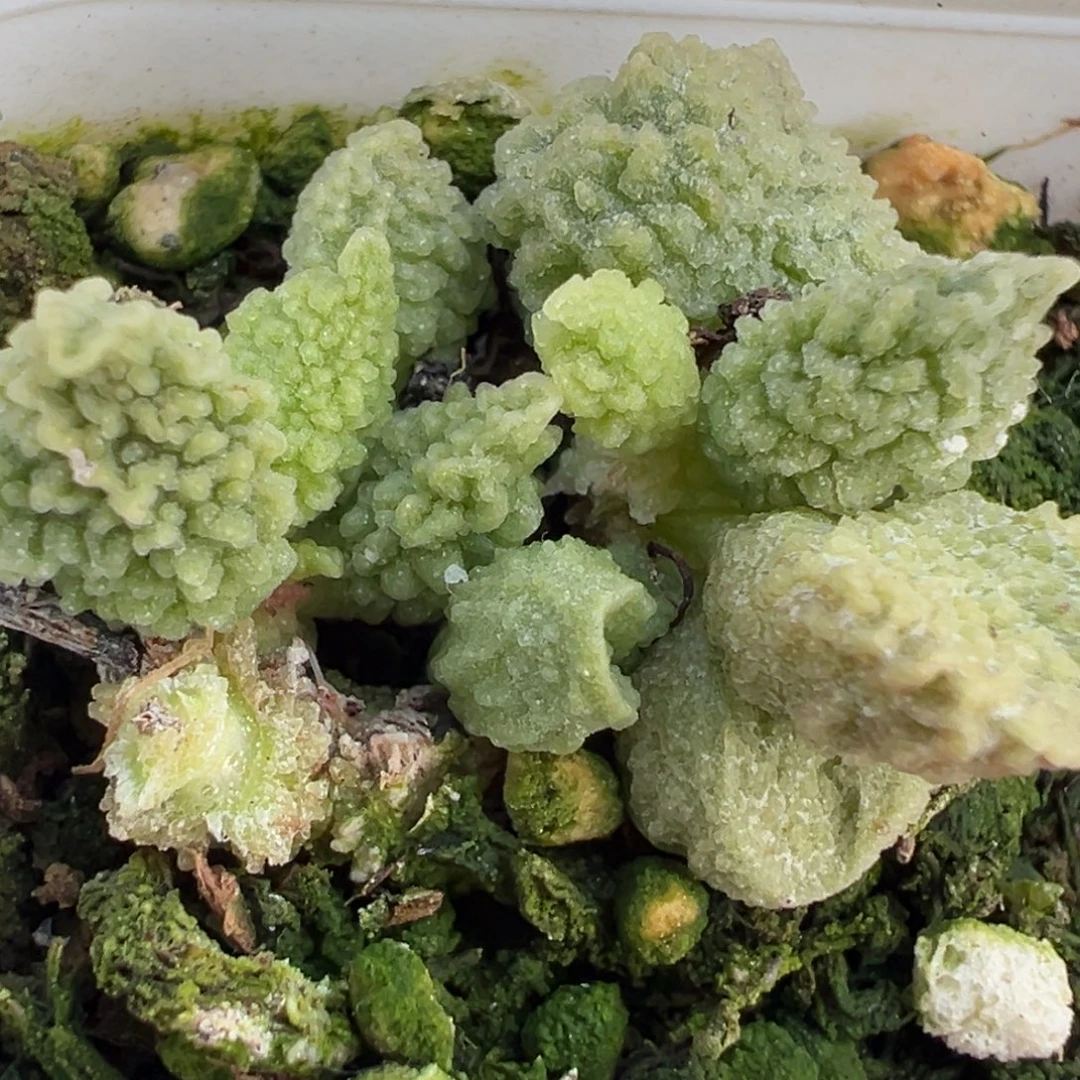 芝***˗流沙多头纯木质桩多肉植物水泡