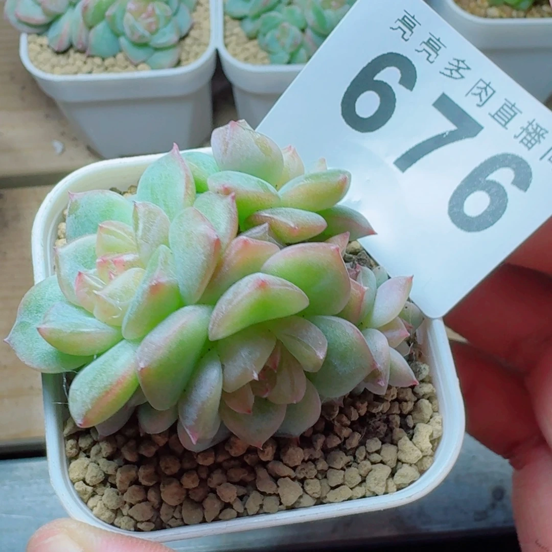 海洋之心            精美多肉植物
