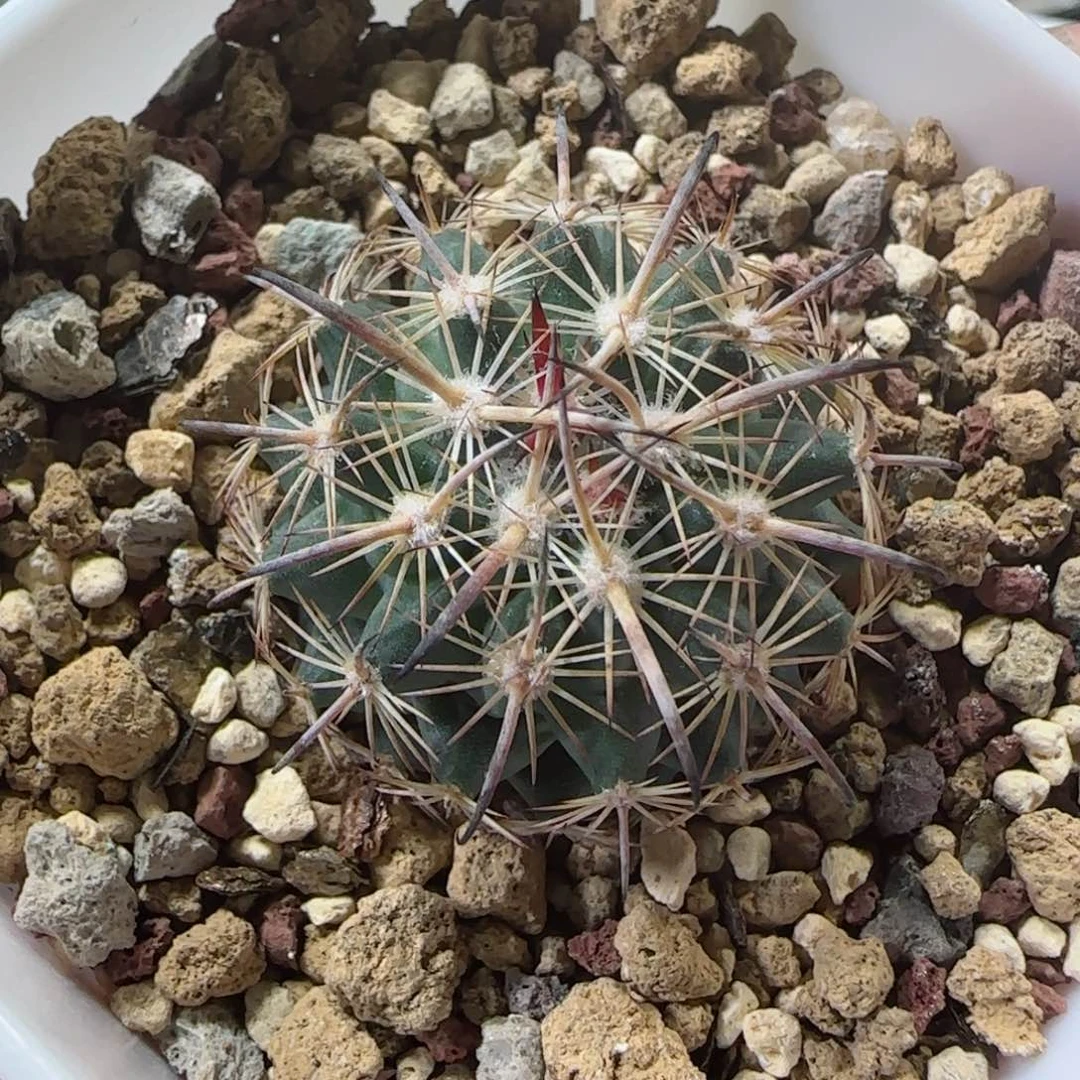 89实生虎爪多肉福利多肉