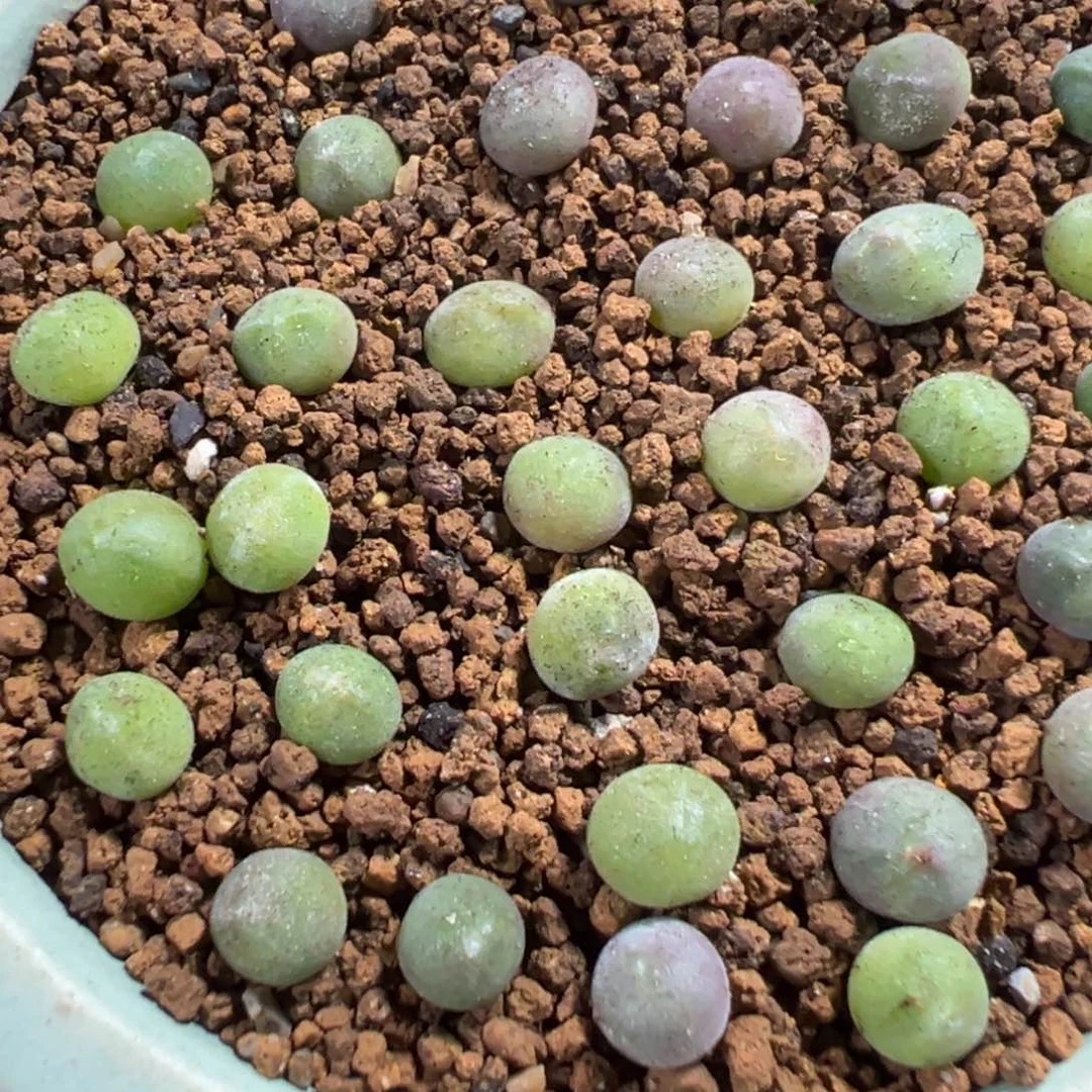 19-64量拍大眼睛空蝉一颗