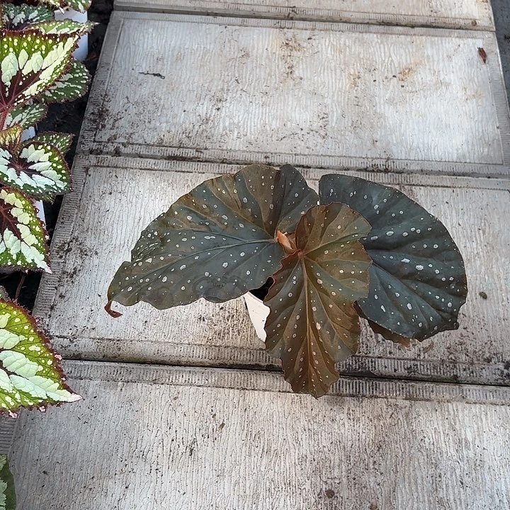 完全开放桃花落秋海棠