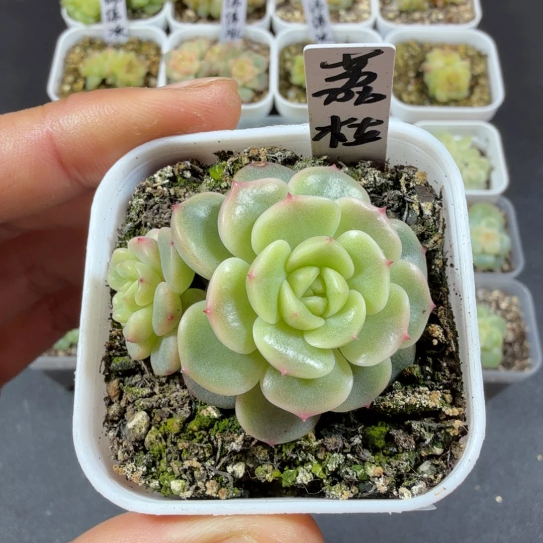 甜心荔枝双头一物一拍002