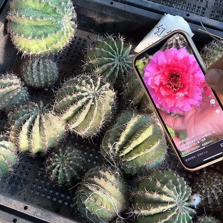 红袖彩大20包邮仙人球瑕30