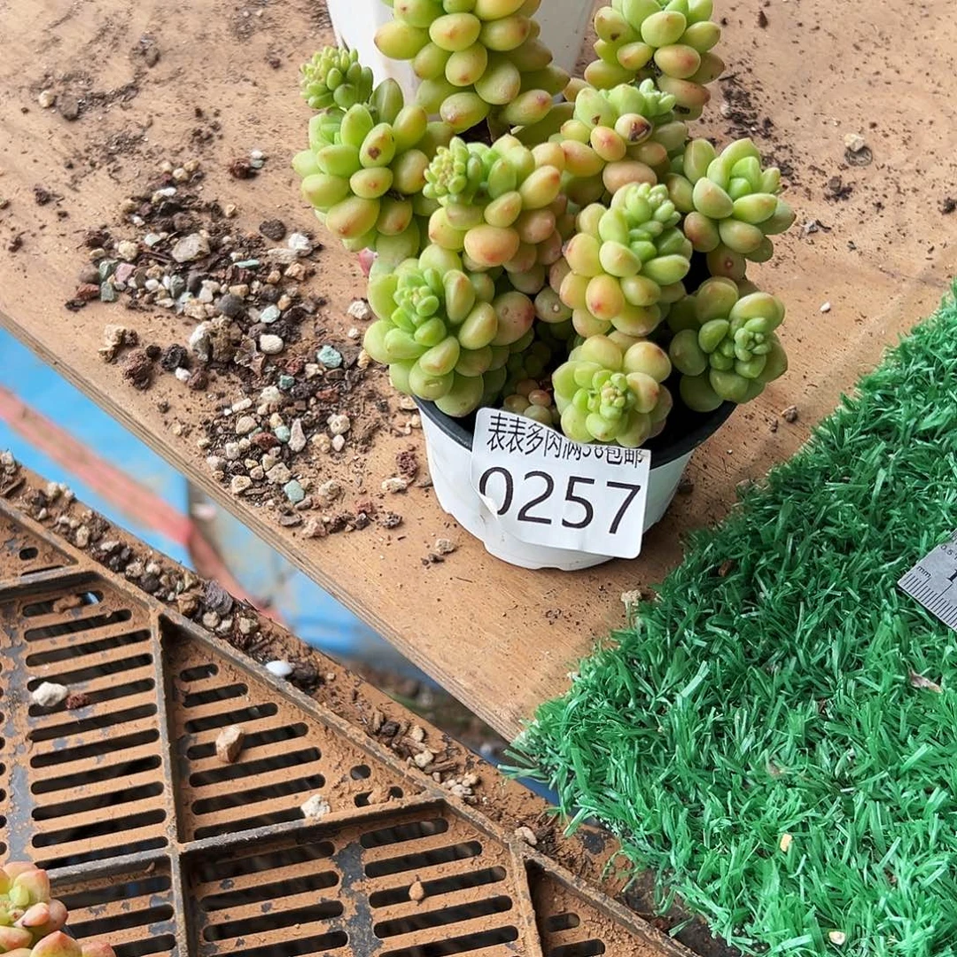 l****多肉一物一拍植物0257