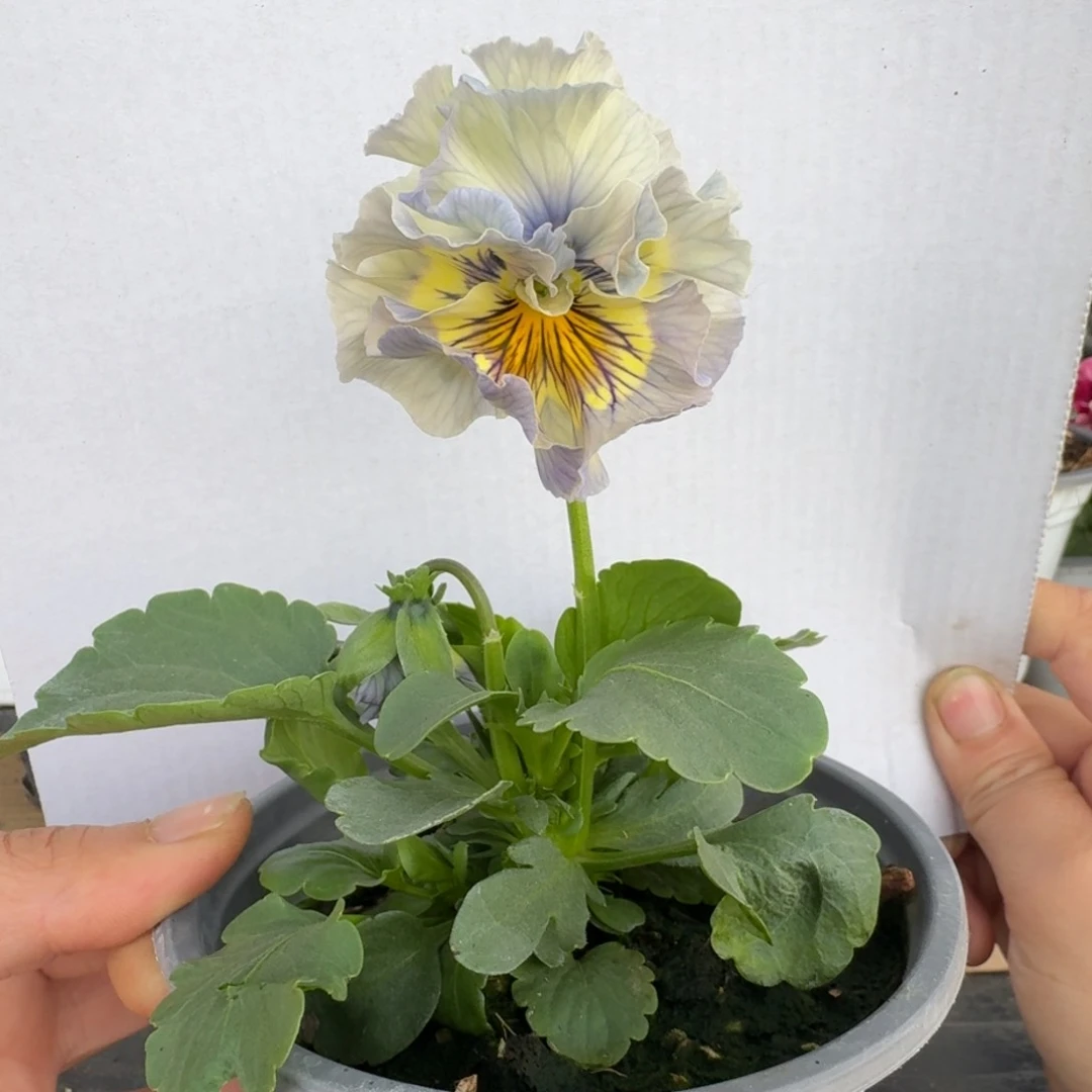 无花朵412号角堇