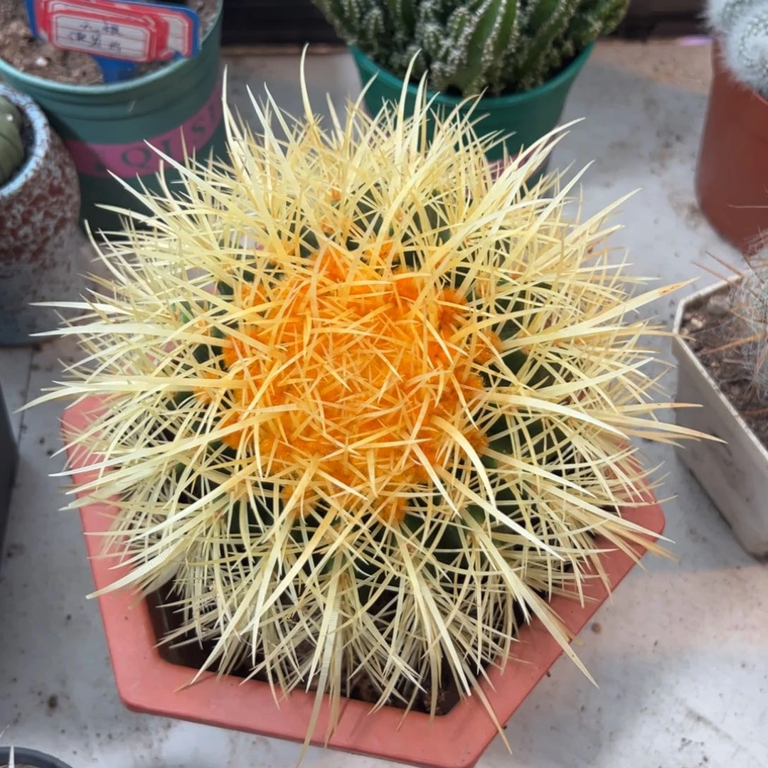 怒虎随机一颗。