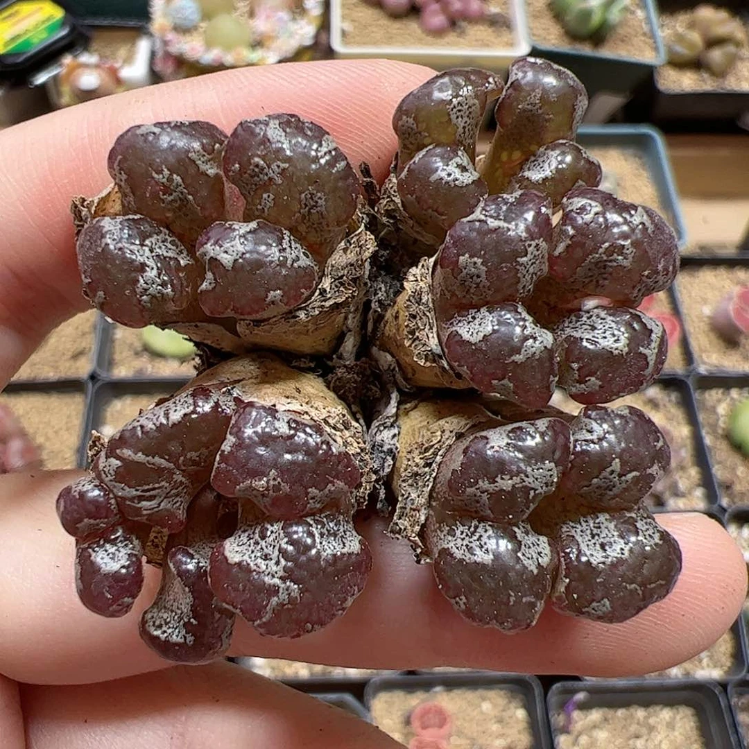 【闪购商品】115 蝴蝶