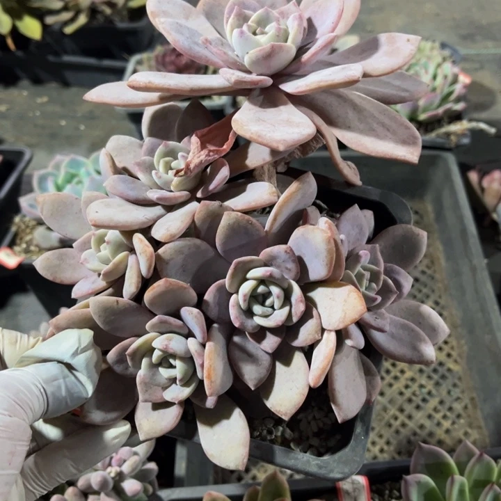 ℳ****红茶一颗小群生140盆